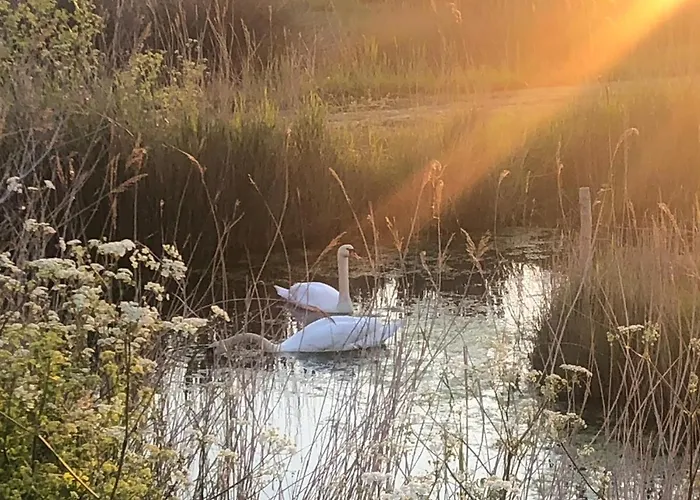L'enclos Des Lys, Raffinée Proche De La Mer, Linge Inclus Villa Saint-Georges-d'Oleron